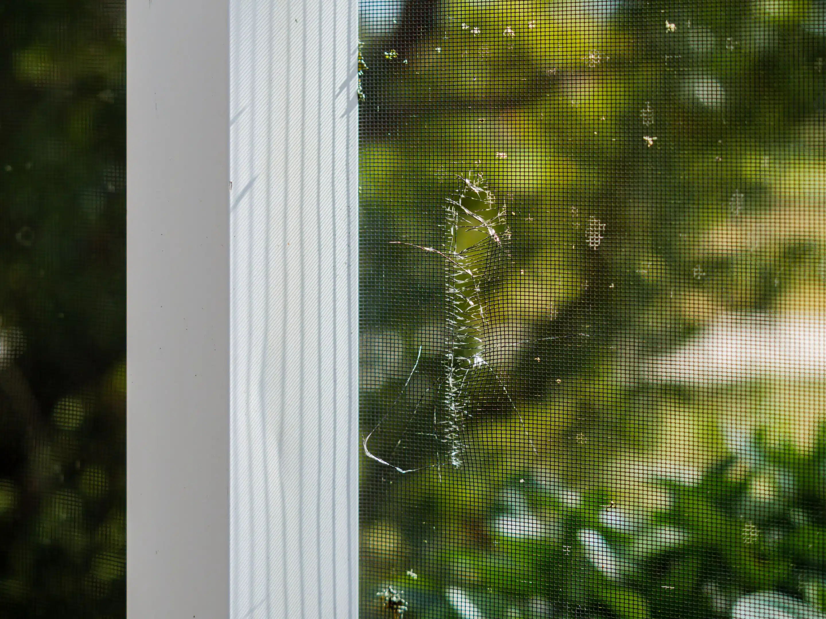 What Does Small Pool Cage Screen Repair Cost in Polk County? Patch Repair vs. Full Rescreening